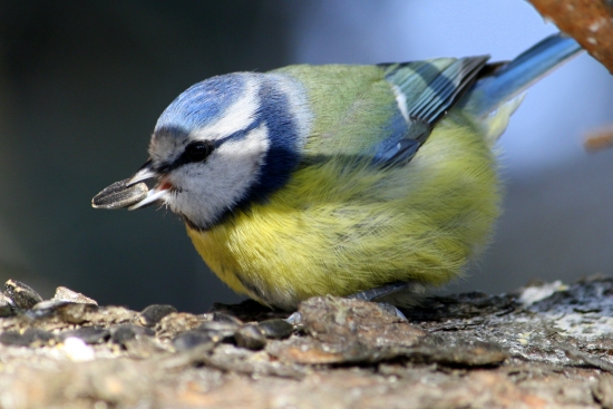 Sýkorka belasá(Parus caeruleus)