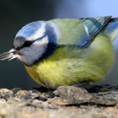 Sýkorka belasá(Parus caeruleus)