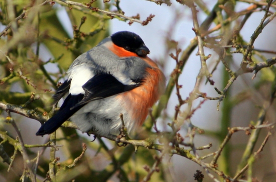 Hýľ obyčajný(Pyrrhula pyrrhula)