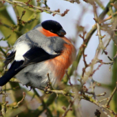 Hýľ obyčajný(Pyrrhula pyrrhula)
