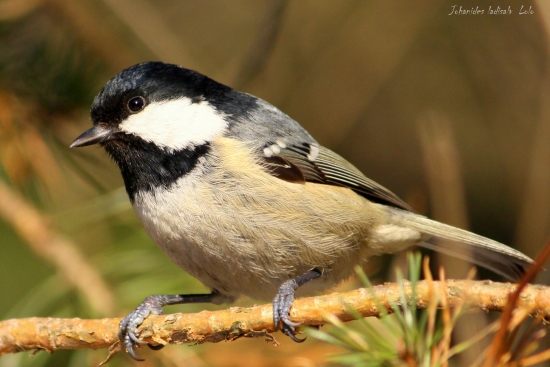 Sýkorka uhliarka (2)