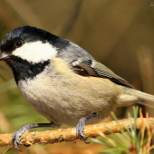 Sýkorka uhliarka (2)