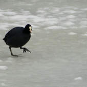 Lyska čierna(Fulica atra)