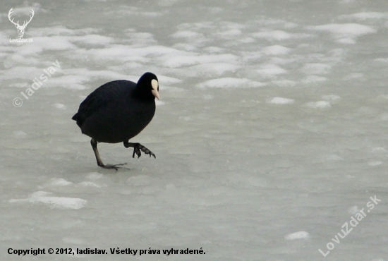 Lyska čierna(Fulica atra)