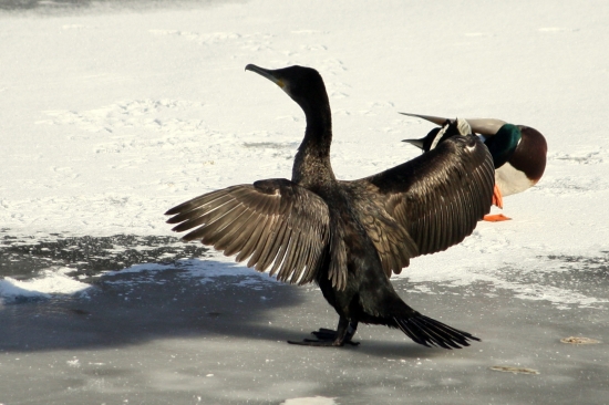Kormorán veľký(Phalacrocorax carbo)