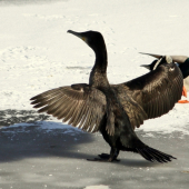 Kormorán veľký(Phalacrocorax carbo)