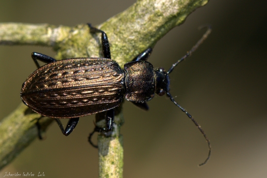 Bystruška zrnitá(Carabus granulatus)