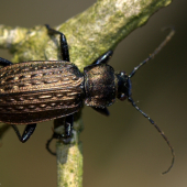 Bystruška zrnitá(Carabus granulatus)