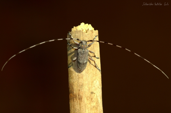 Vrzúnik borovicový(Acanthocinus aedilis)