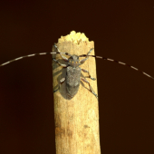 Vrzúnik borovicový(Acanthocinus aedilis)