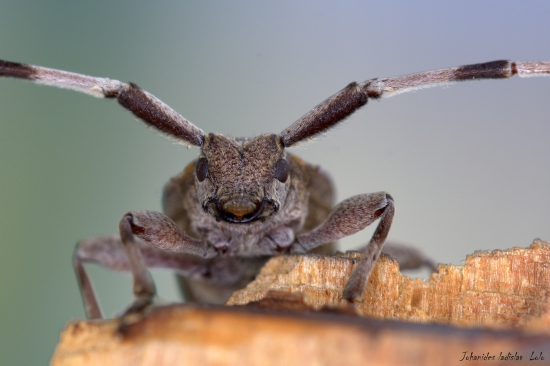 Vrzúnik borovicový(Acanthocinus aedilis)detail