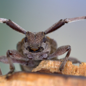 Vrzúnik borovicový(Acanthocinus aedilis)detail