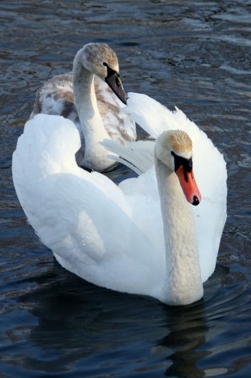 Labuť veľká(Cygnus olor)