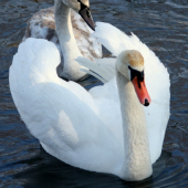 Labuť veľká(Cygnus olor)