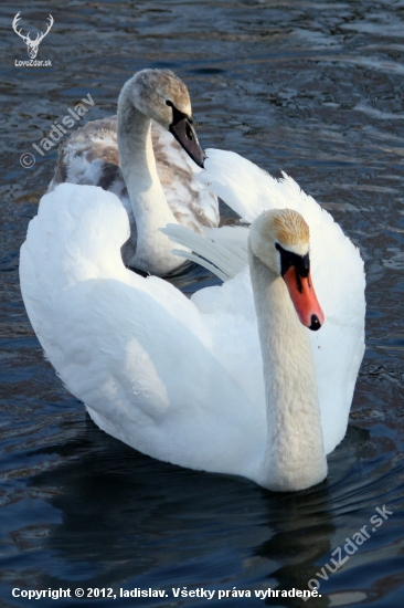 Labuť veľká(Cygnus olor)