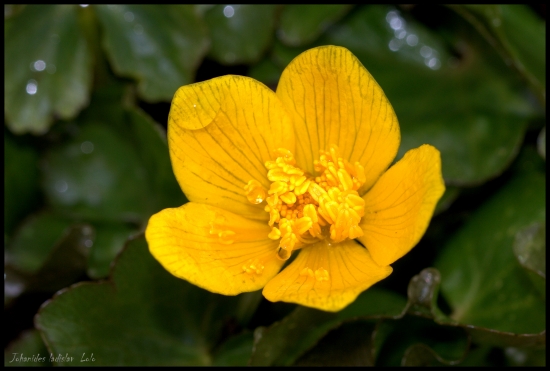 Záružie močiarne(Caltha palustris)