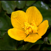 Záružie močiarne(Caltha palustris)