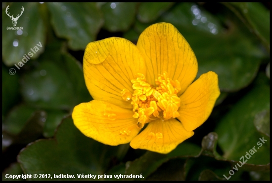 Záružie močiarne(Caltha palustris)