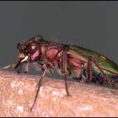 Cicindela campestris(Svižník poľný)
