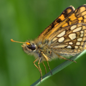Súmračník skorocelový(Carterocephalus palaemon)