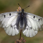 Jasoň chochlačkový(Parnassius mnemosyne)