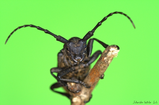 Fúzač vŕbový(Lamia textor)