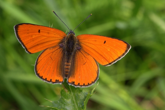 Ohniváčik veľký((Lycaena dispar)samček