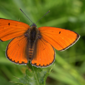 Ohniváčik veľký((Lycaena dispar)samček
