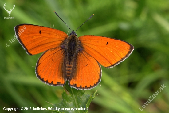 Ohniváčik veľký((Lycaena dispar)samček