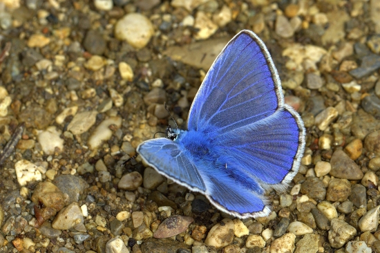 Modráčik obyčajný(Polyommantus icarus-samček)