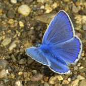 Modráčik obyčajný(Polyommantus icarus-samček)