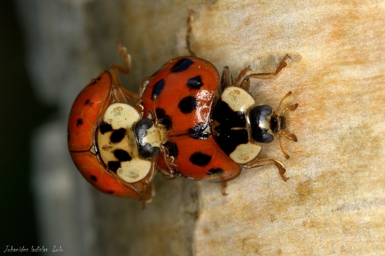 Harmonia axyridis.