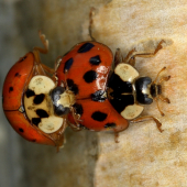 Harmonia axyridis.