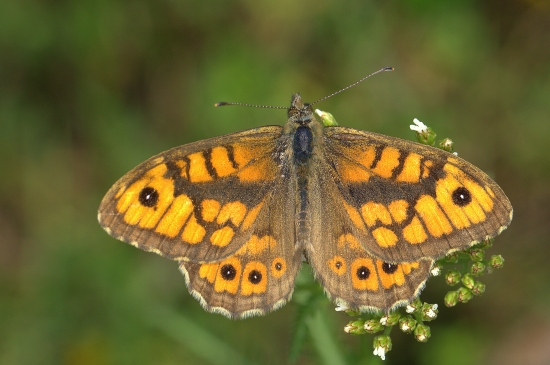 Očkáň múrový(Lasiommata megera)