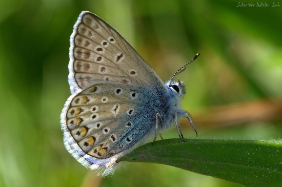 Modráčik obyčajný(Polyommantus icarus)