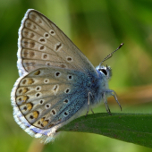 Modráčik obyčajný(Polyommantus icarus)