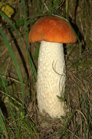 Kozák osikový (Leccinum aurantiacum)