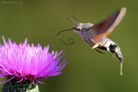 Lišaj marinkový - Macroglossum stellatarum