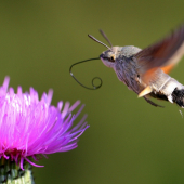 Lišaj marinkový - Macroglossum stellatarum