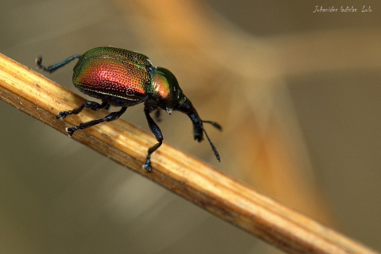 Nosánik topoľový(Bystiscus populi)