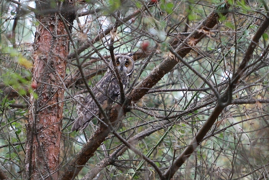 Skrývačka(Myšiarka ušatá (Asio otus)
