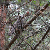 Skrývačka(Myšiarka ušatá (Asio otus)