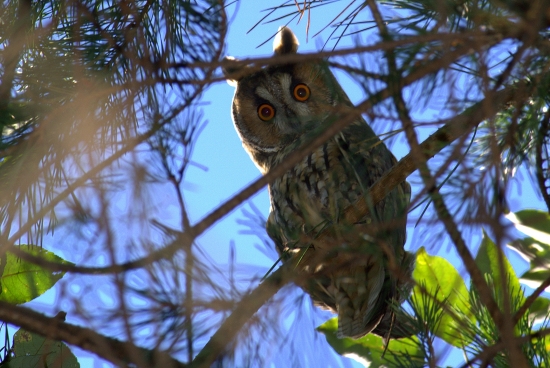 Myšiarka ušatá (Asio otus)