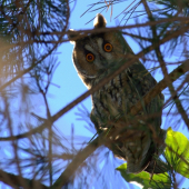 Myšiarka ušatá (Asio otus)