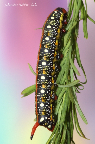 Lišaj mliečnikový(Hyles euphorbiae)