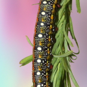 Lišaj mliečnikový(Hyles euphorbiae)