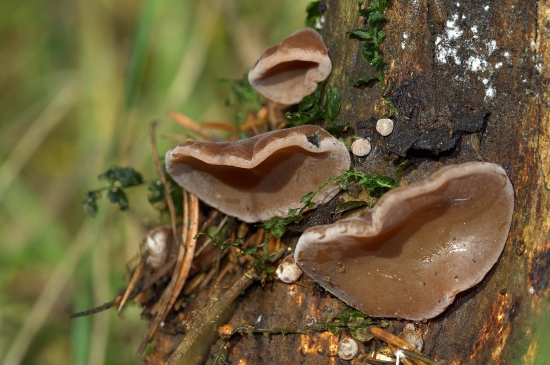 Uchovec bazový(Auricularia auricula-judae)