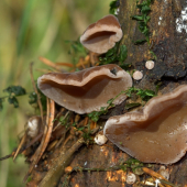 Uchovec bazový(Auricularia auricula-judae)