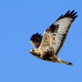 Dravec na obhliadke revíru.