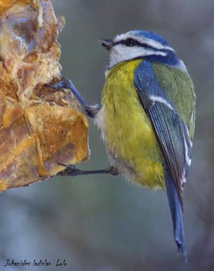 Sýkorka belasá(Parus caeruleus )